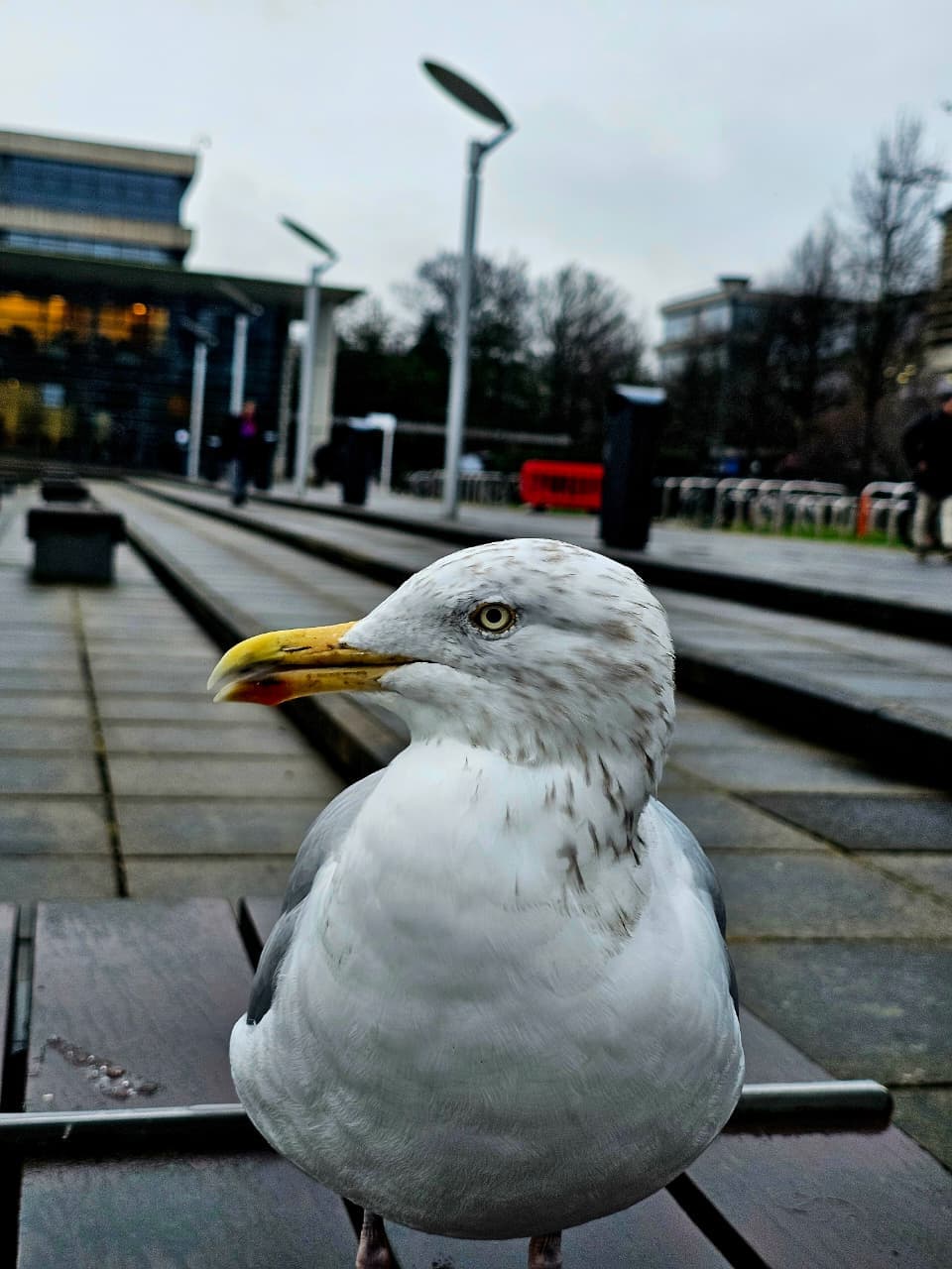 A seagull standing on the Luas tram line